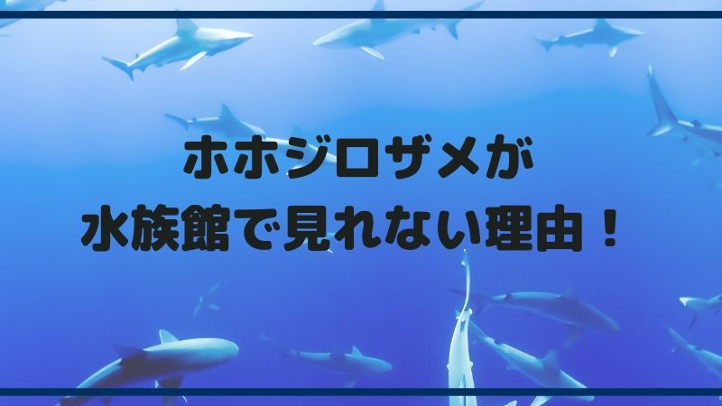 世界最大級の鮫 ホホジロザメが水族館で見れない理由