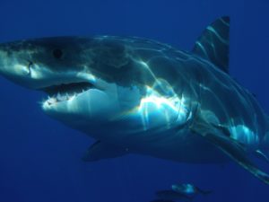 世界最大級の鮫 ホホジロザメが水族館で見れない理由