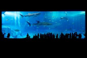 世界最大級の鮫 ホホジロザメが水族館で見れない理由