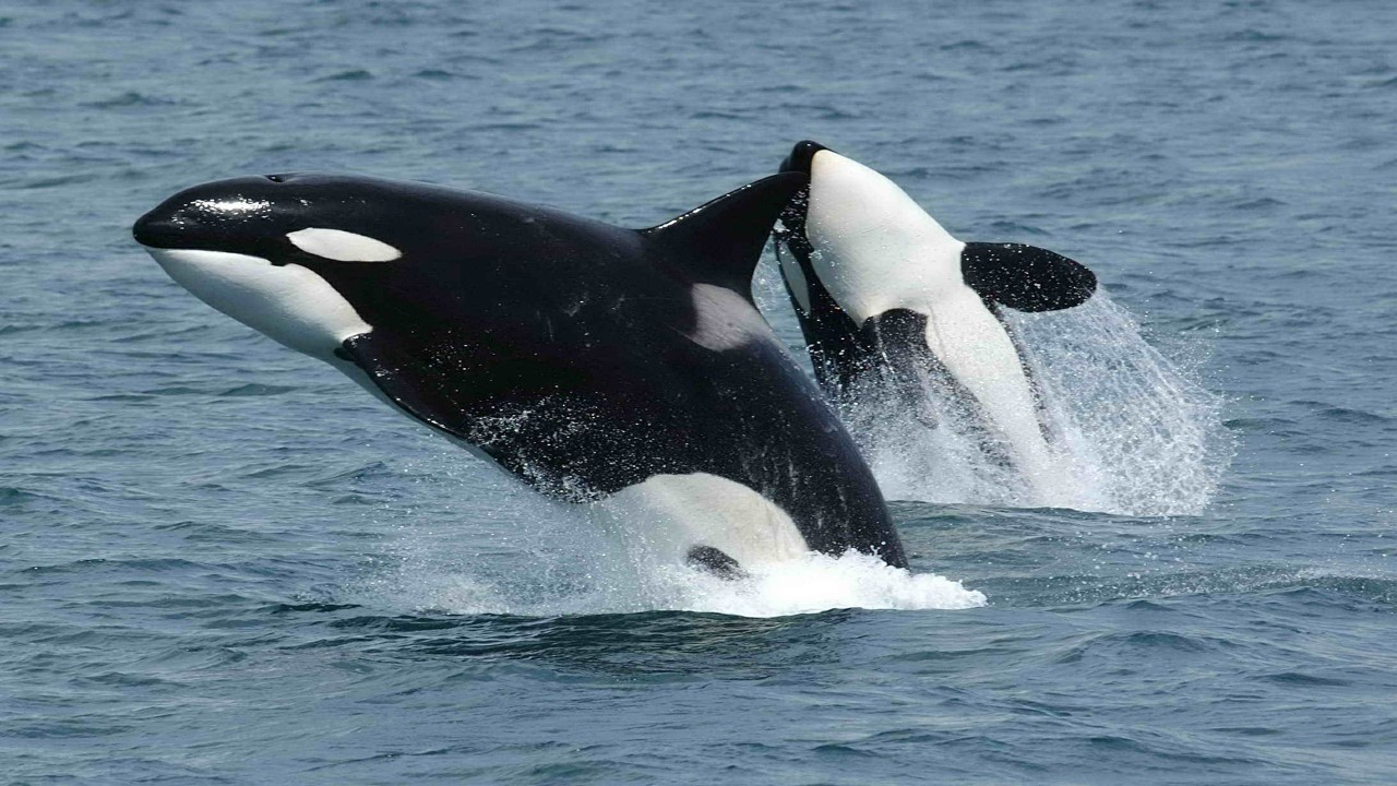 巨大サメのメガロドンは実在する 大きさ 特徴 目撃情報を紹介