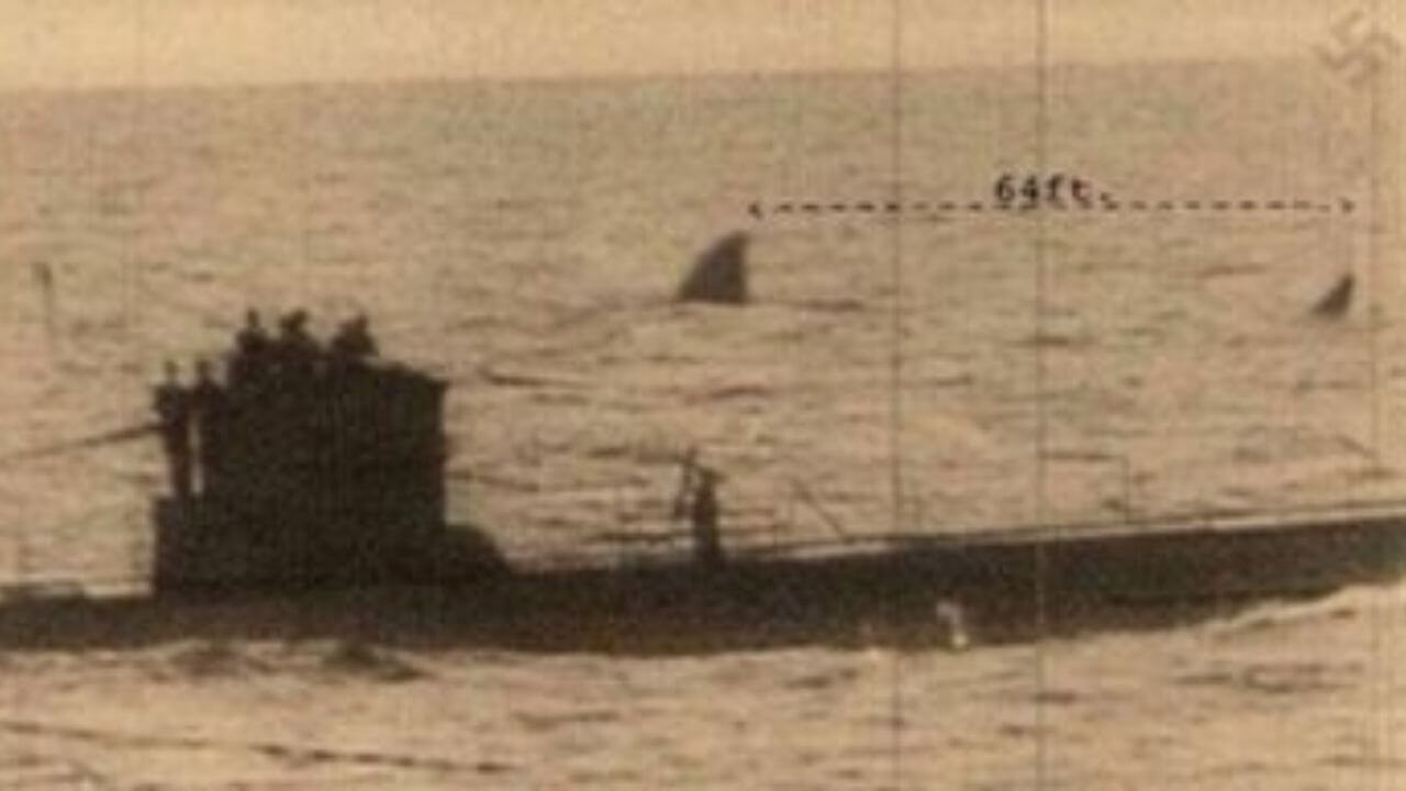 1942年南アフリカケープタウン沖メガロドン目撃情報